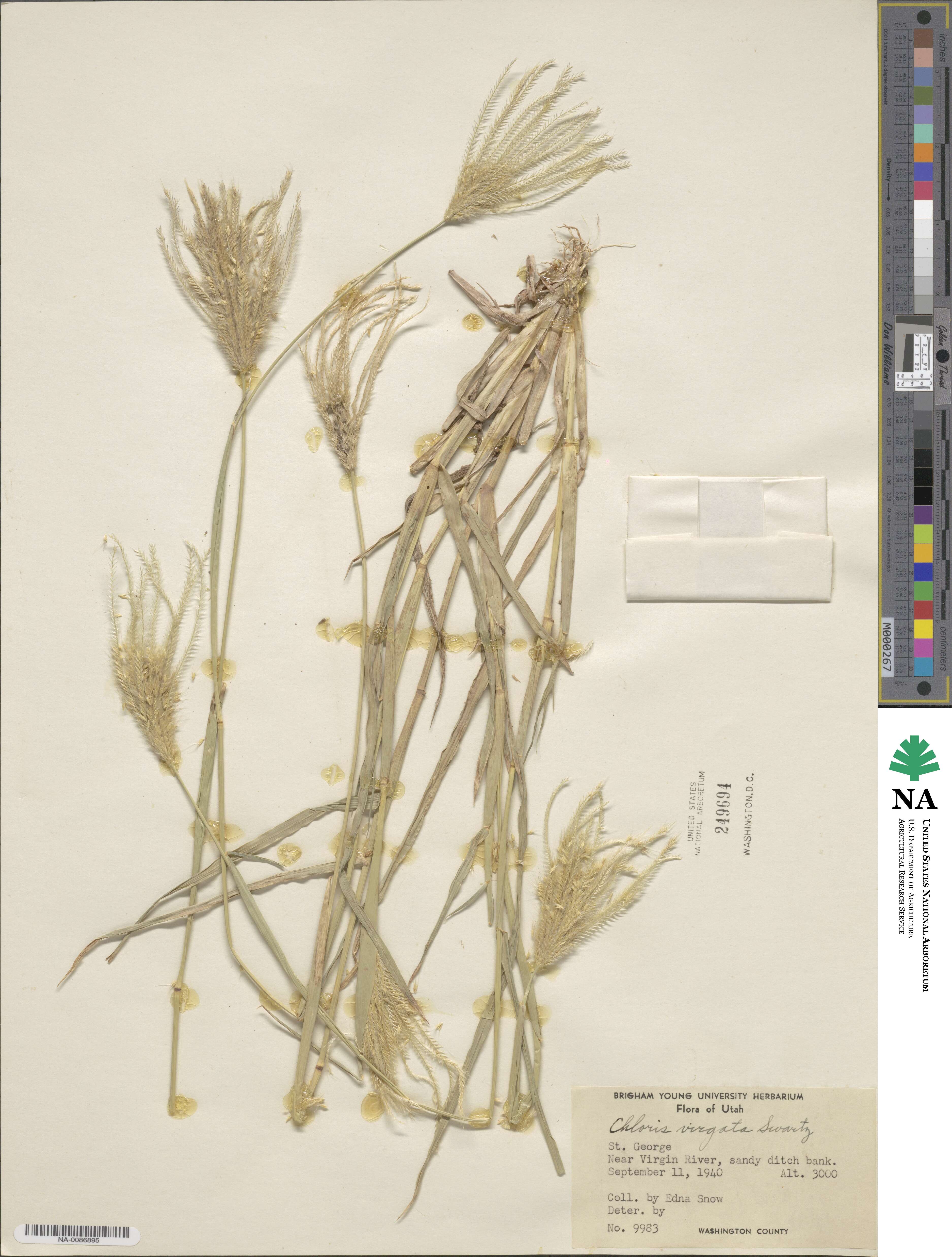 Chloris virgata image