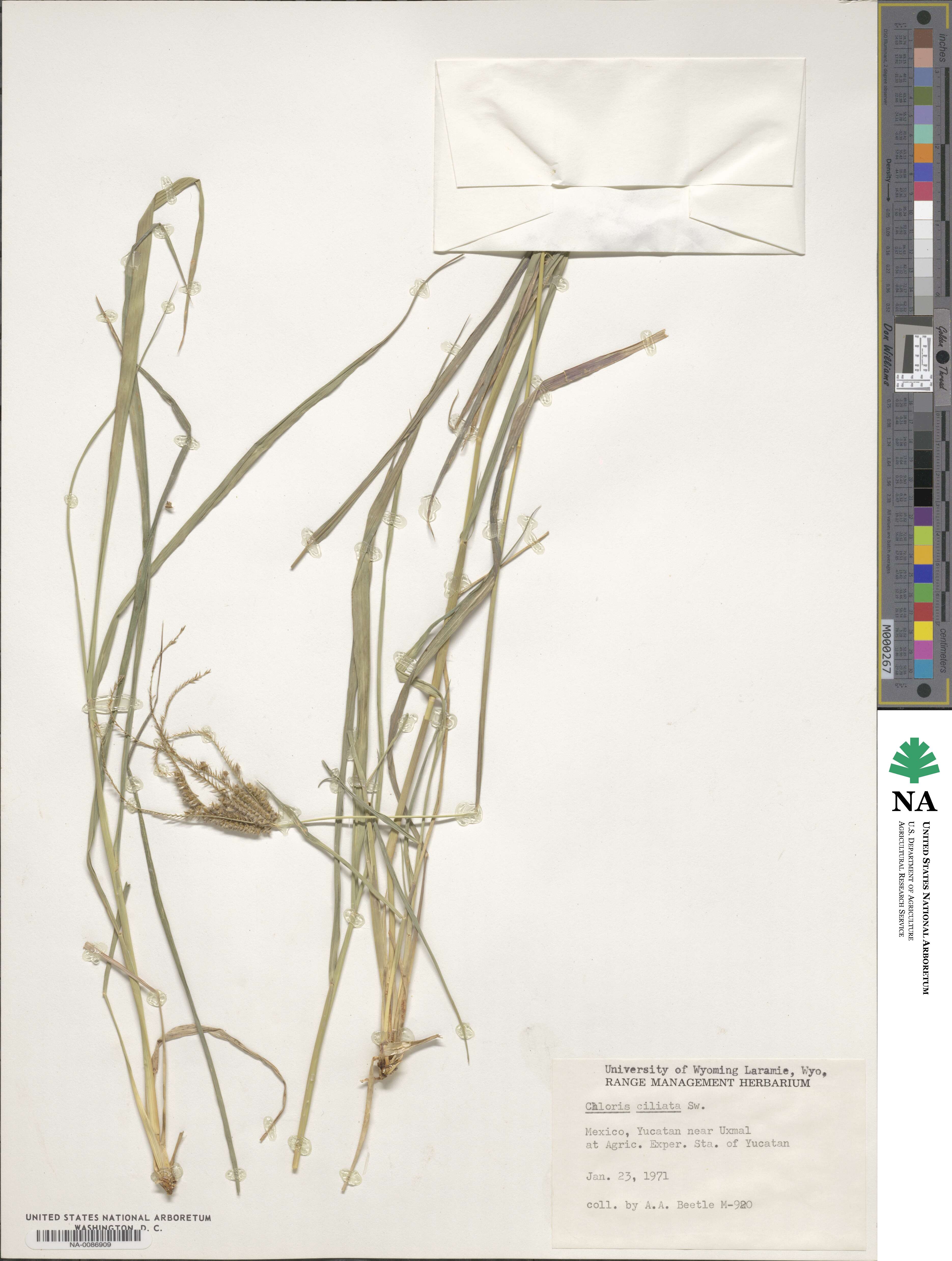 Stapfochloa ciliata image