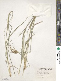 Stapfochloa ciliata image