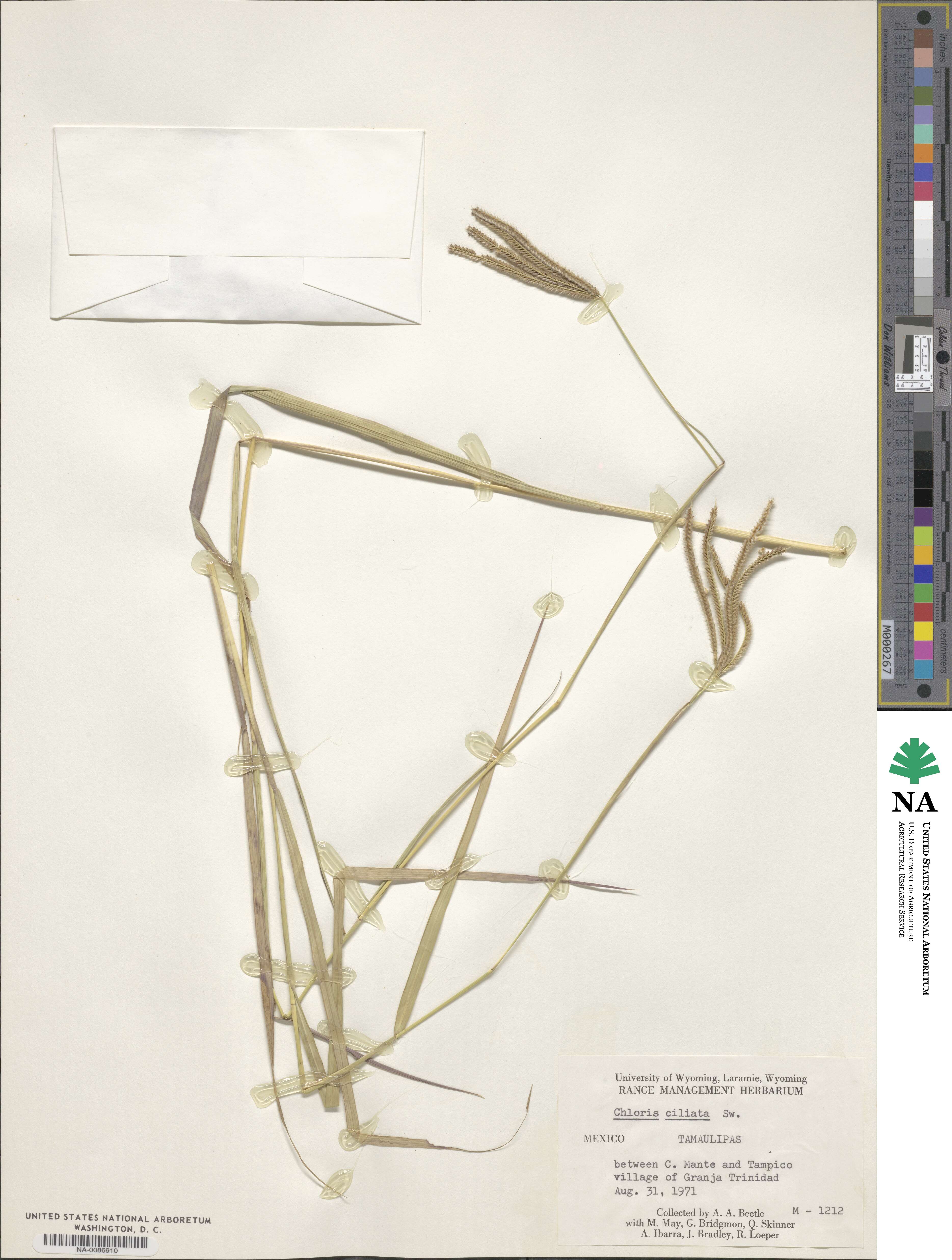 Stapfochloa ciliata image