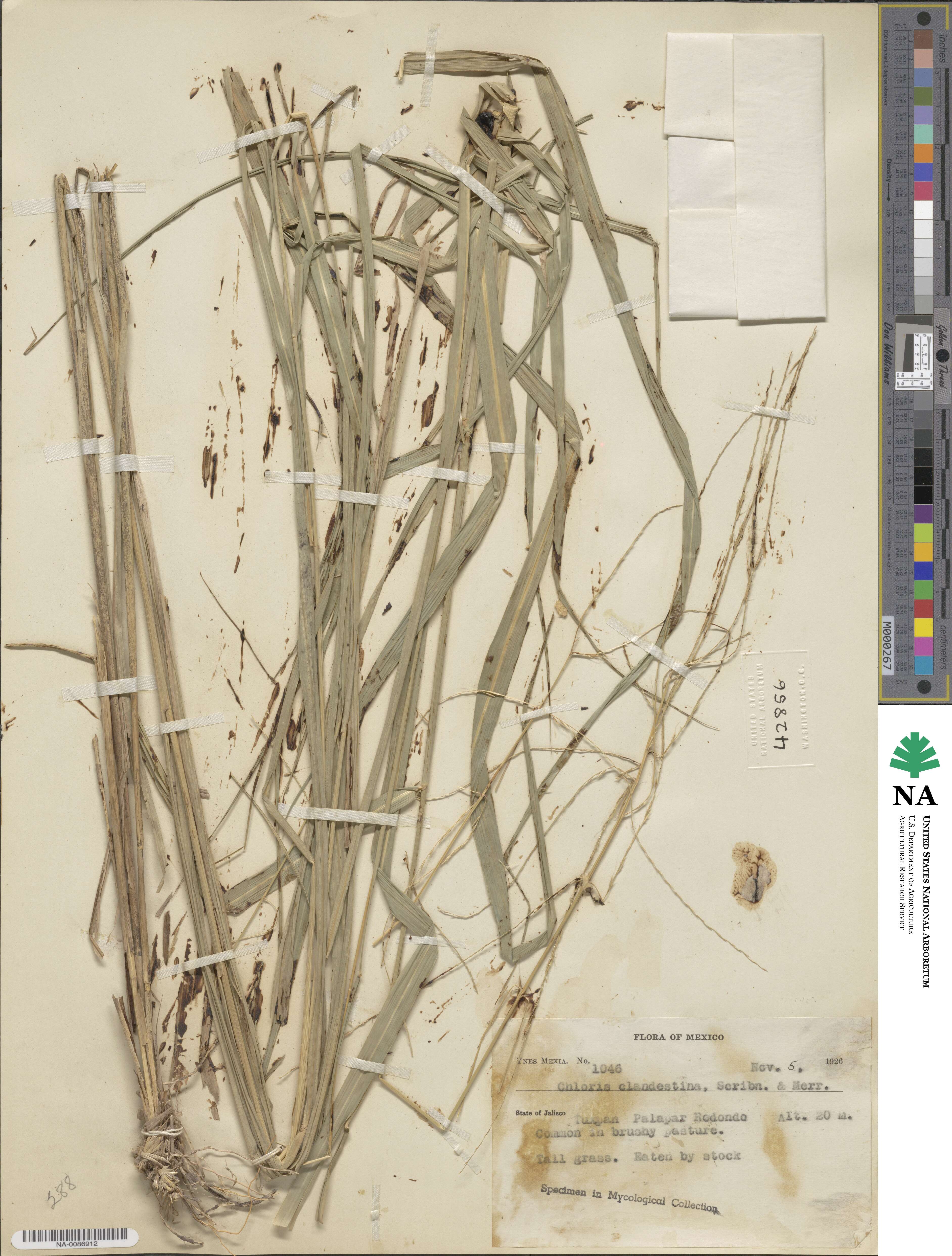 Tetrapogon chlorideus image