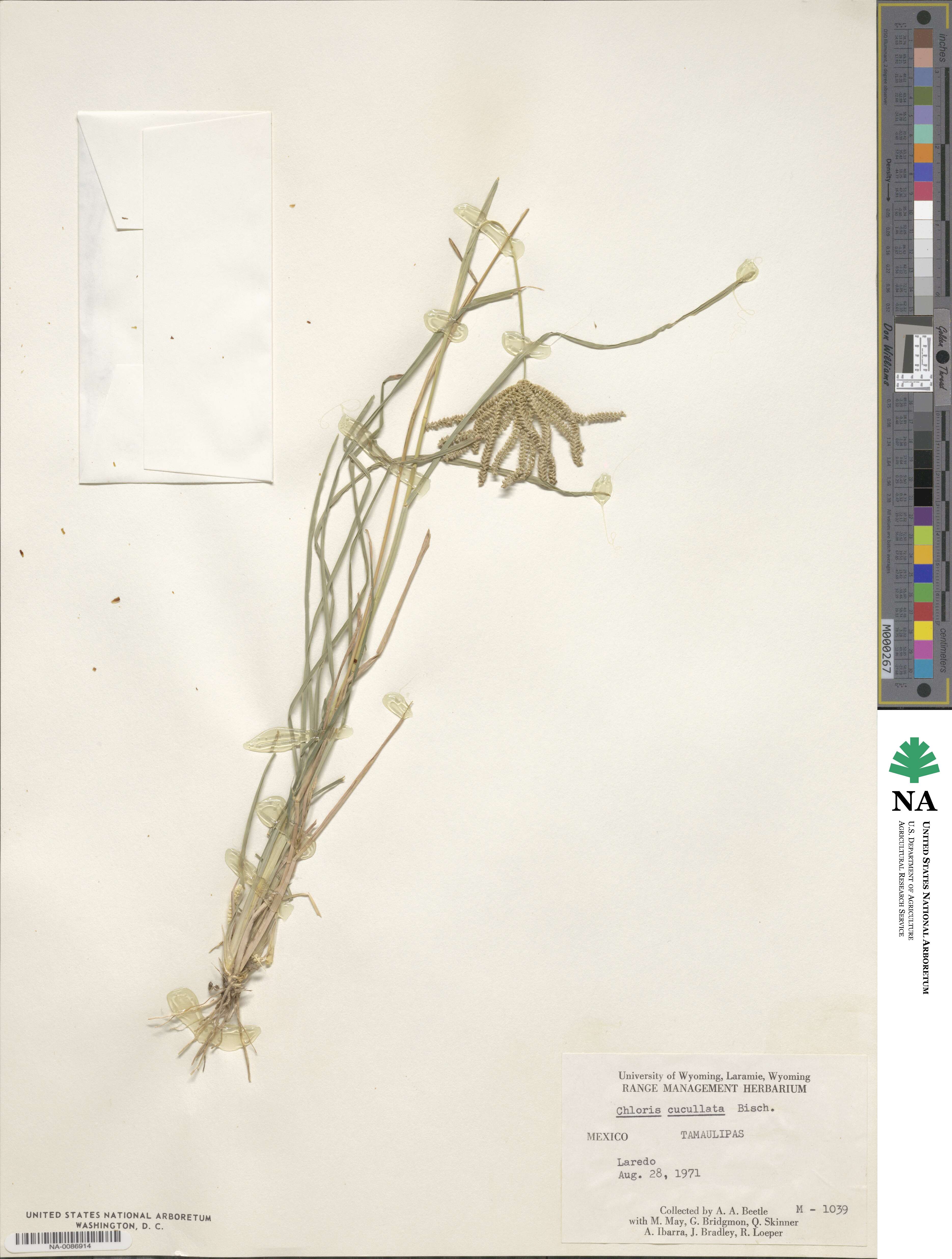 Chloris cucullata image