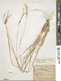 Eustachys petraea image