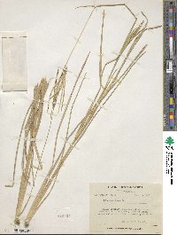 Eustachys petraea image