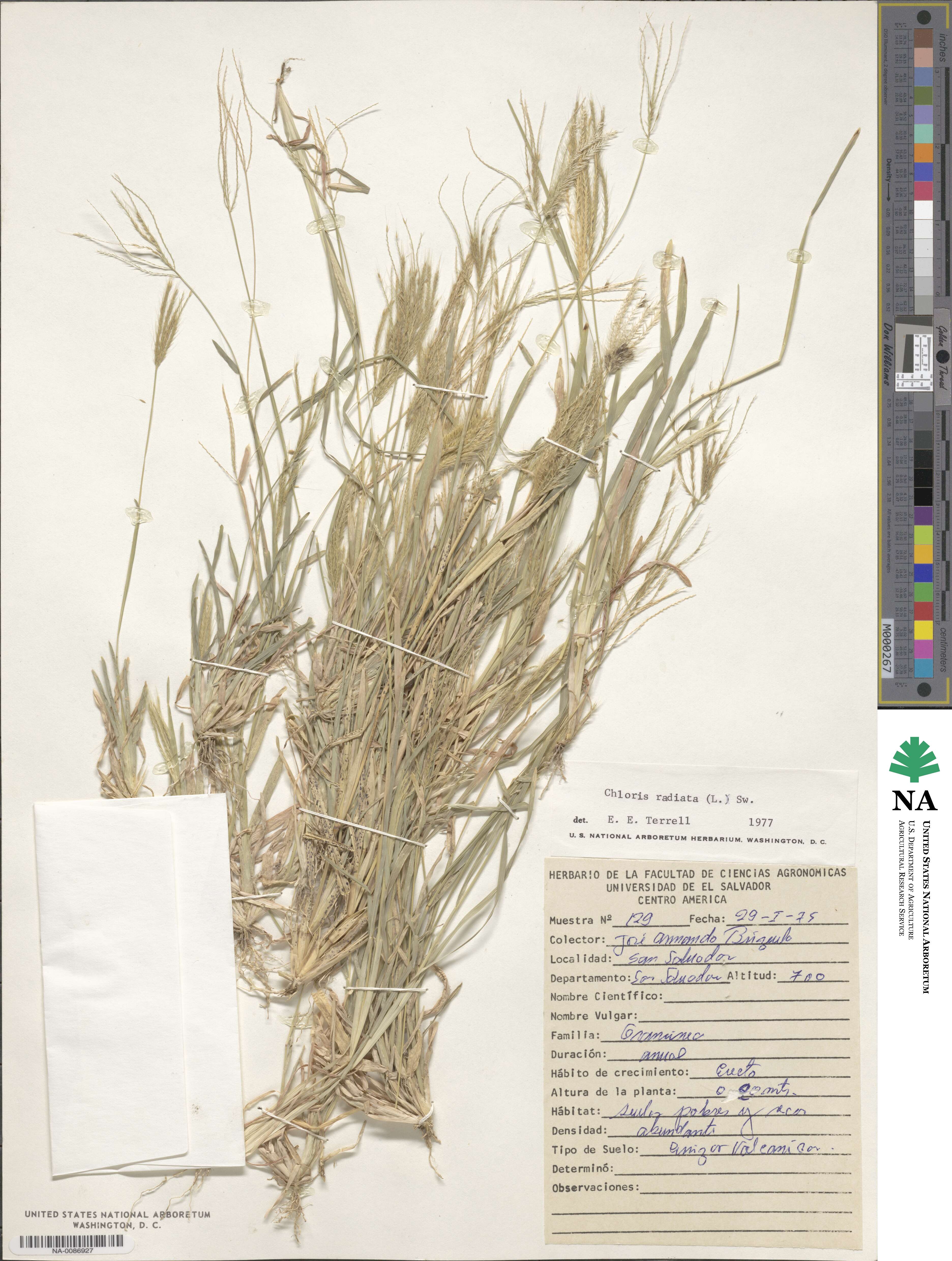 Chloris radiata image