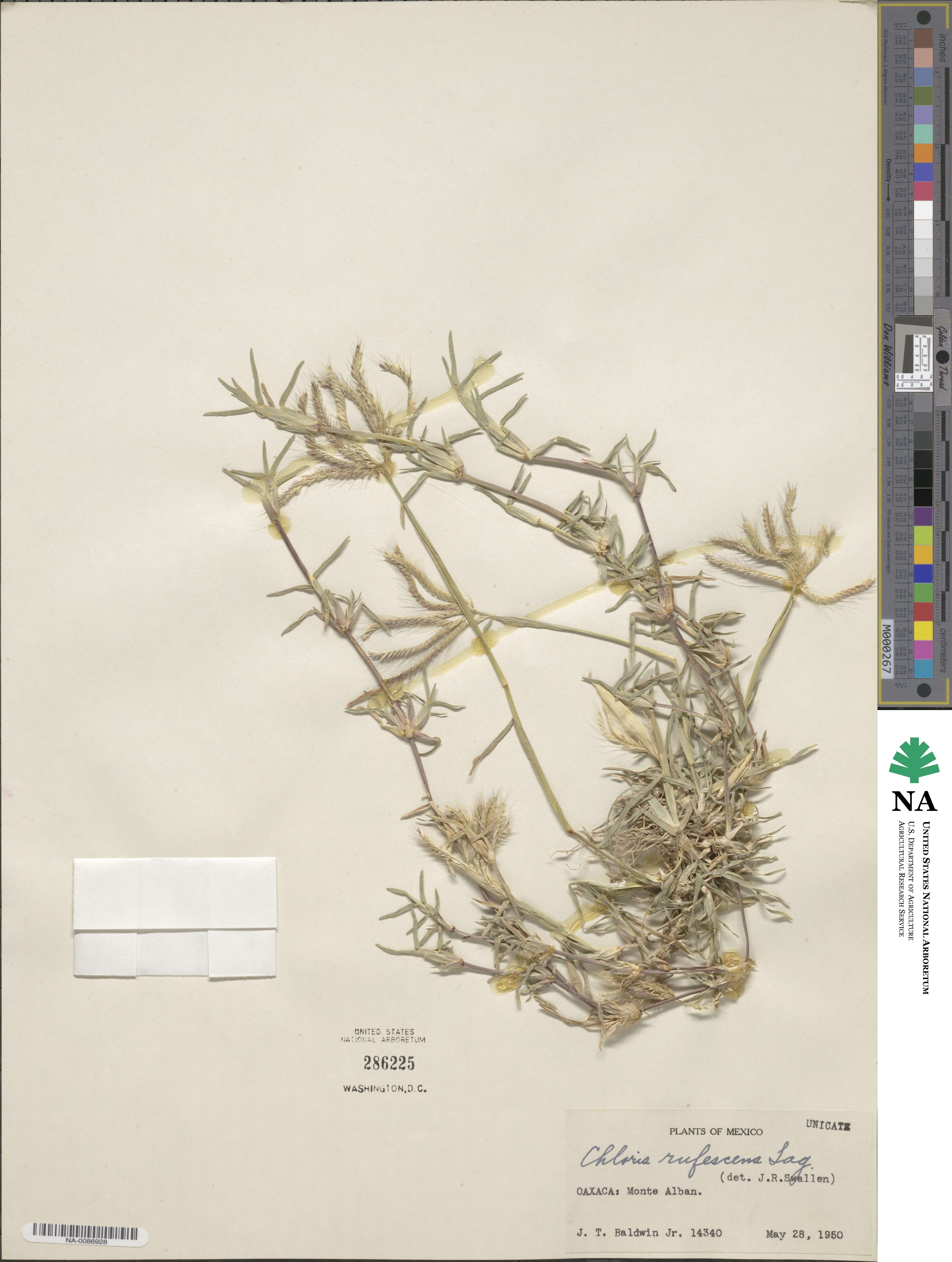 Chloris rufescens image
