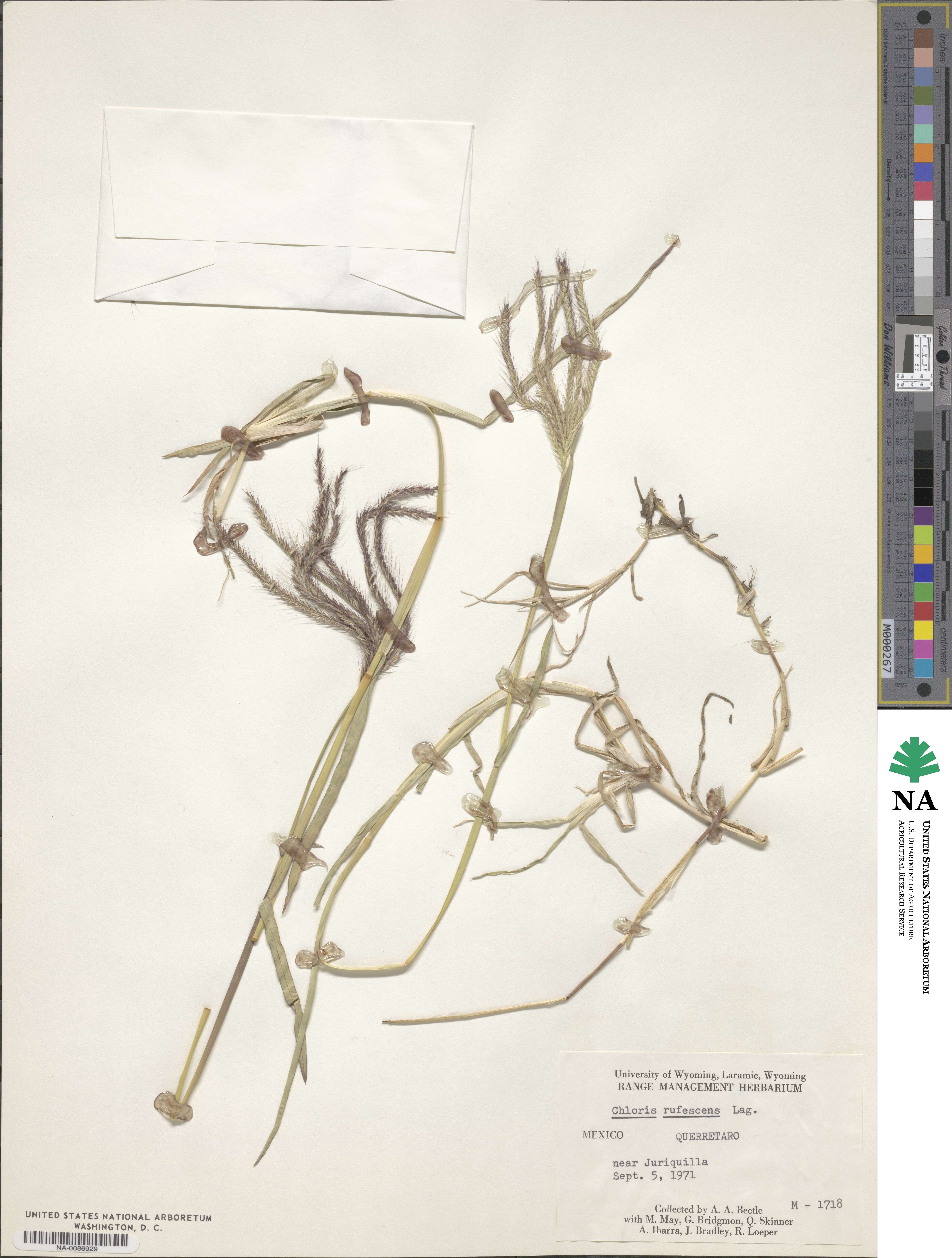 Chloris rufescens image