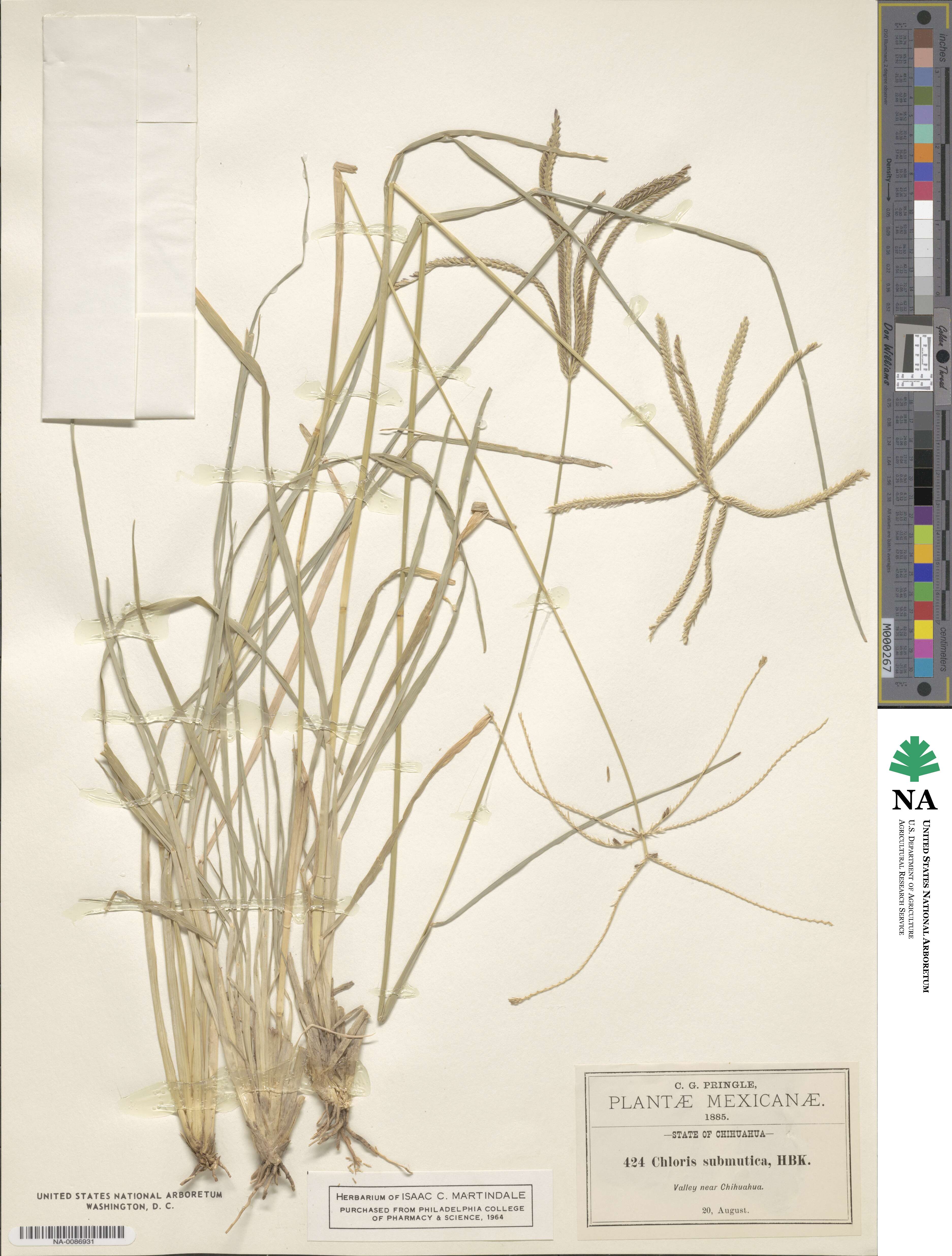 Chloris submutica image