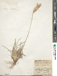 Eustachys retusa image