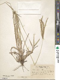 Stapfochloa canterae image