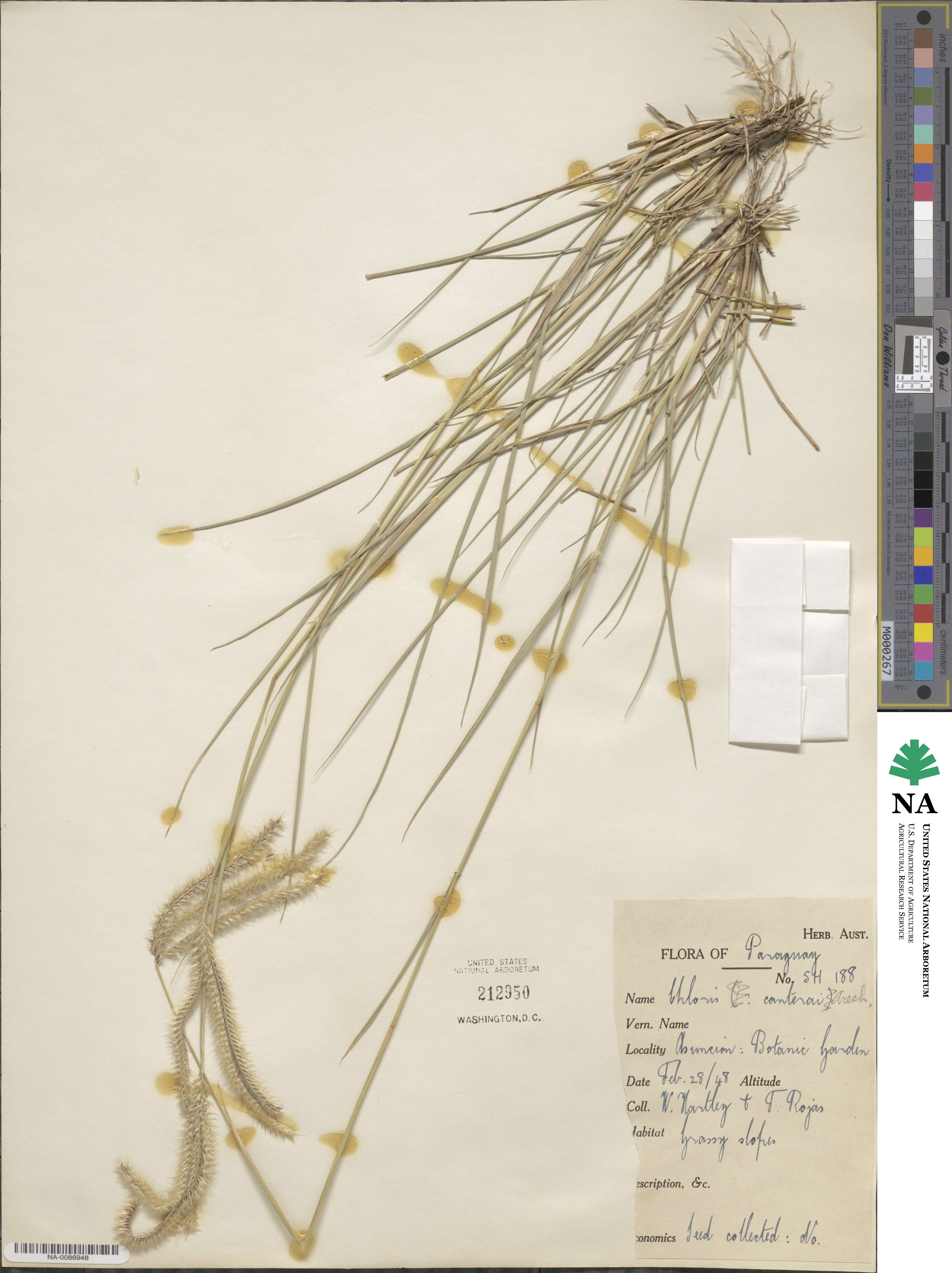 Stapfochloa canterae image
