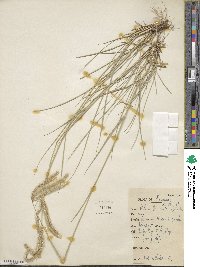 Stapfochloa canterae image