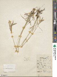 Stapfochloa ciliata image