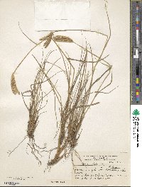 Stapfochloa ciliata image