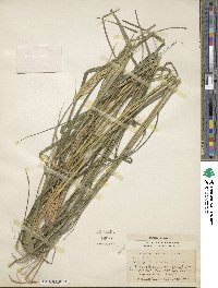 Leptochloa anisopoda image