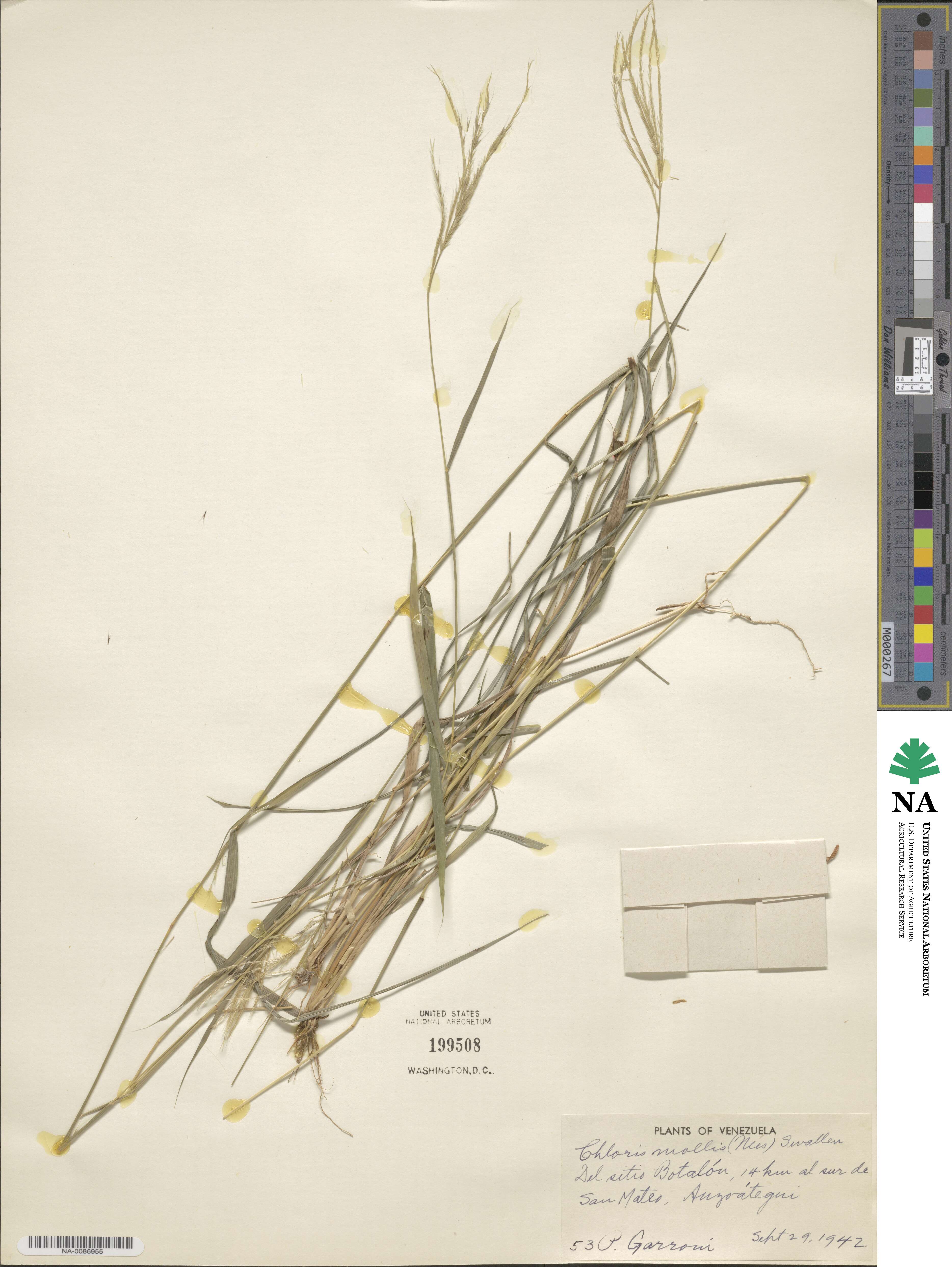 Leptochloa anisopoda image