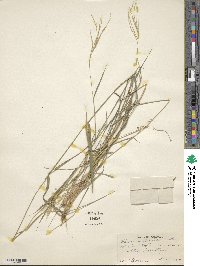 Leptochloa anisopoda image