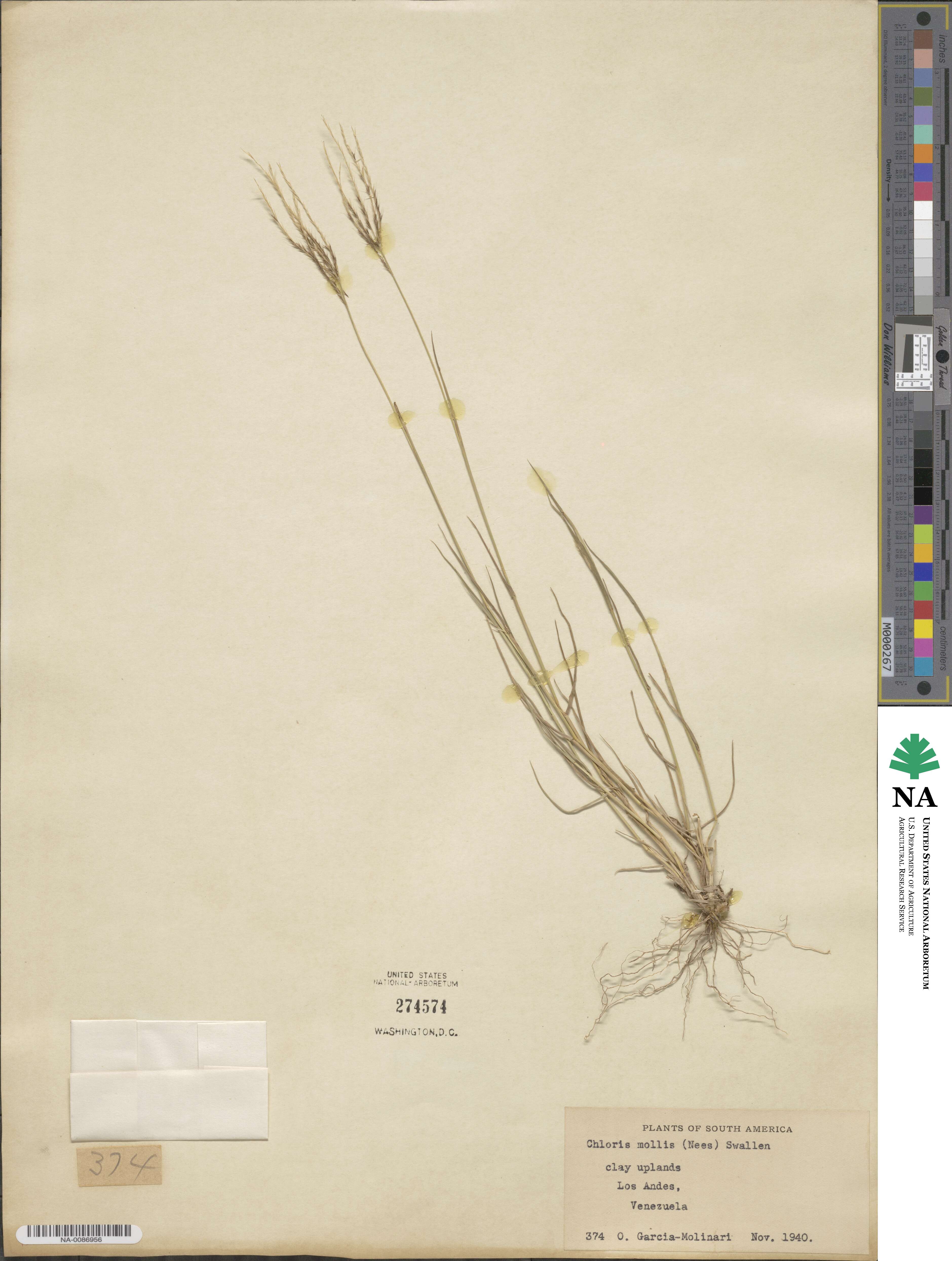 Leptochloa anisopoda image