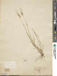 Leptochloa anisopoda image