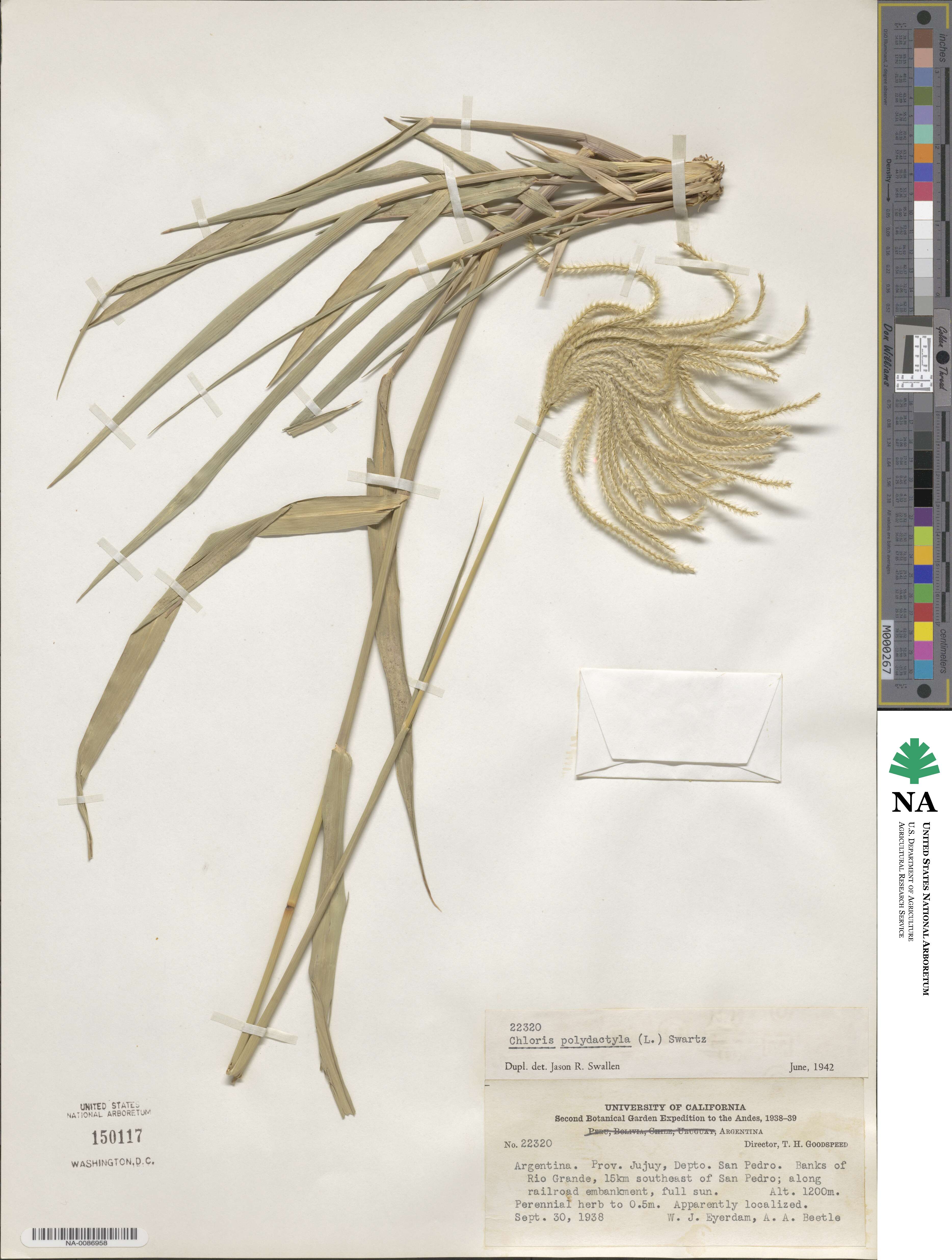 Stapfochloa elata image