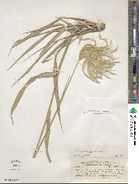 Stapfochloa elata image