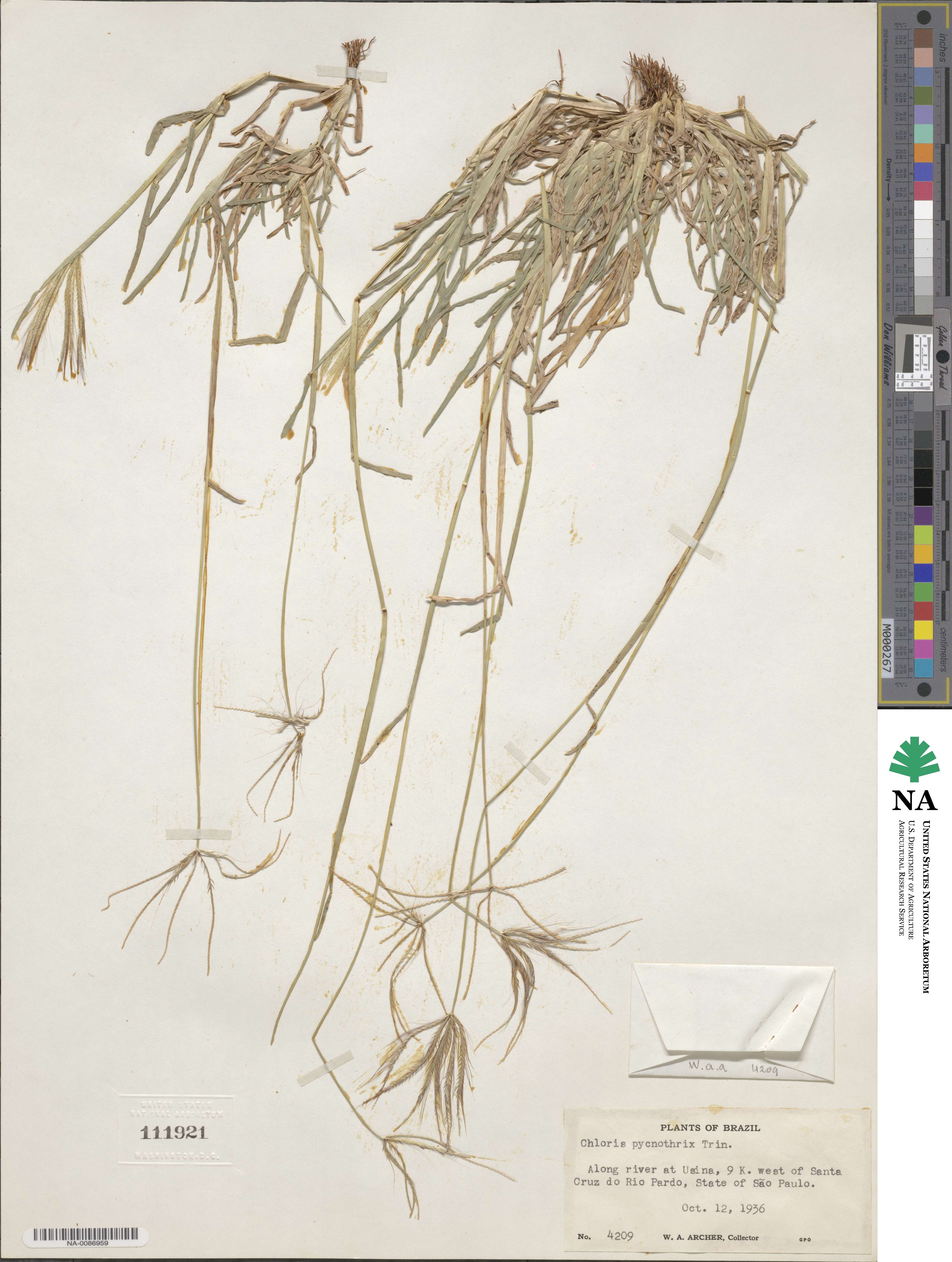 Chloris pycnothrix image