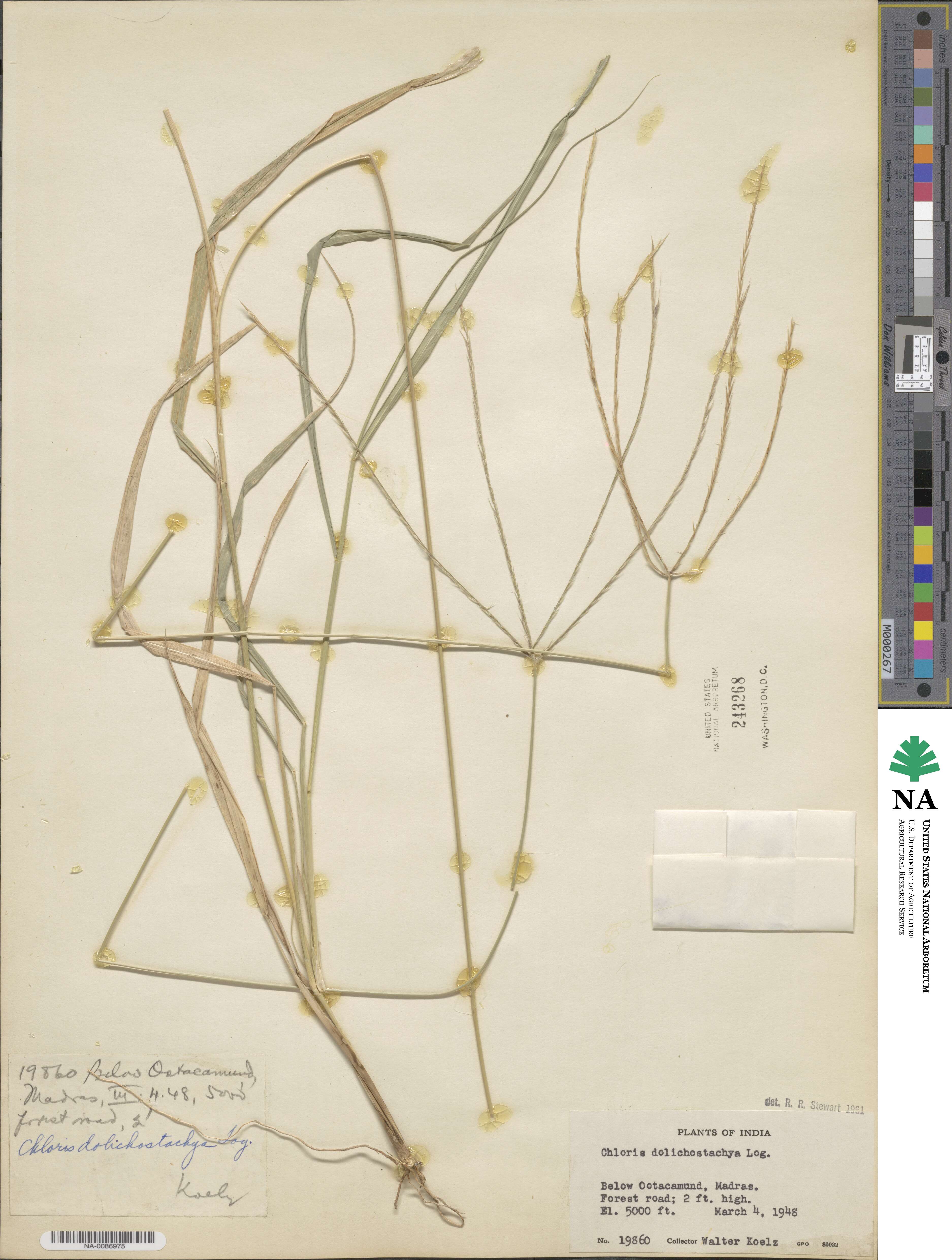 Enteropogon image