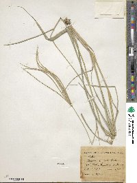 Enteropogon dolichostachyus image