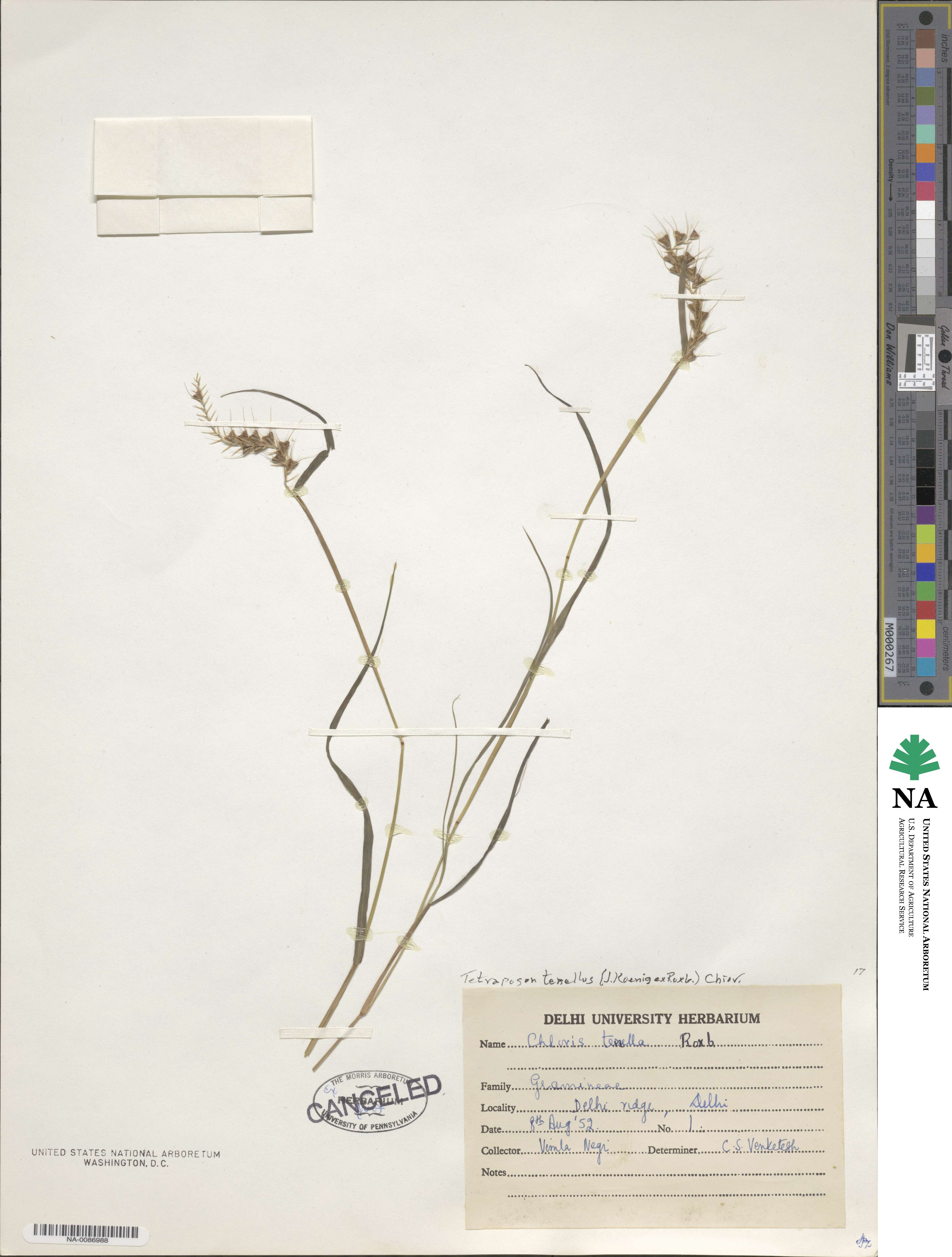Tetrapogon tenellus image