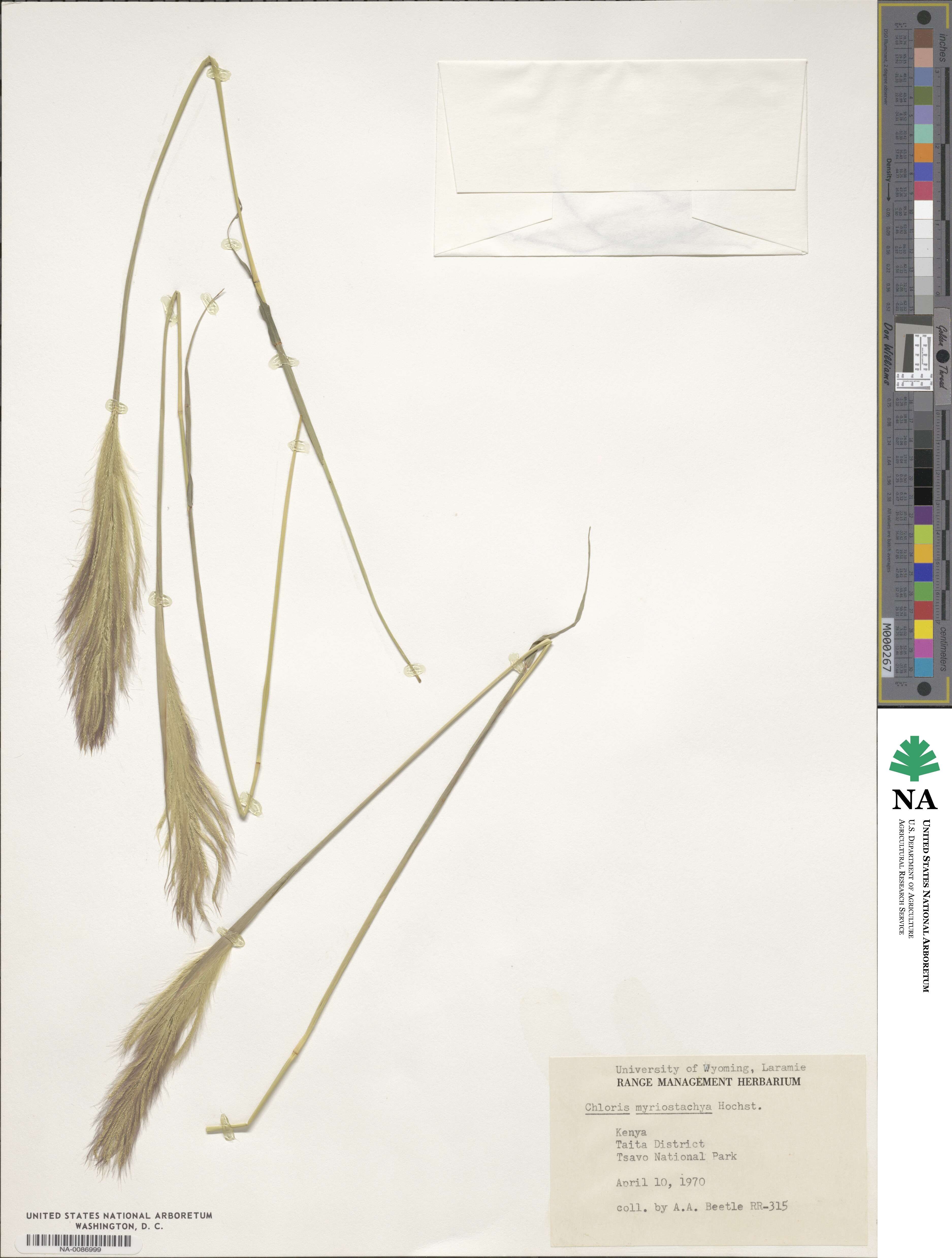 Tetrapogon roxburghiana image