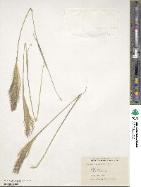 Tetrapogon roxburghiana image