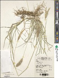 Chloris virgata image