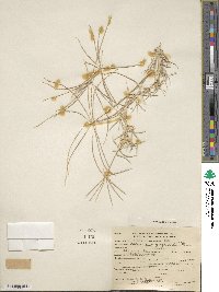 Chloris andropogonoides image