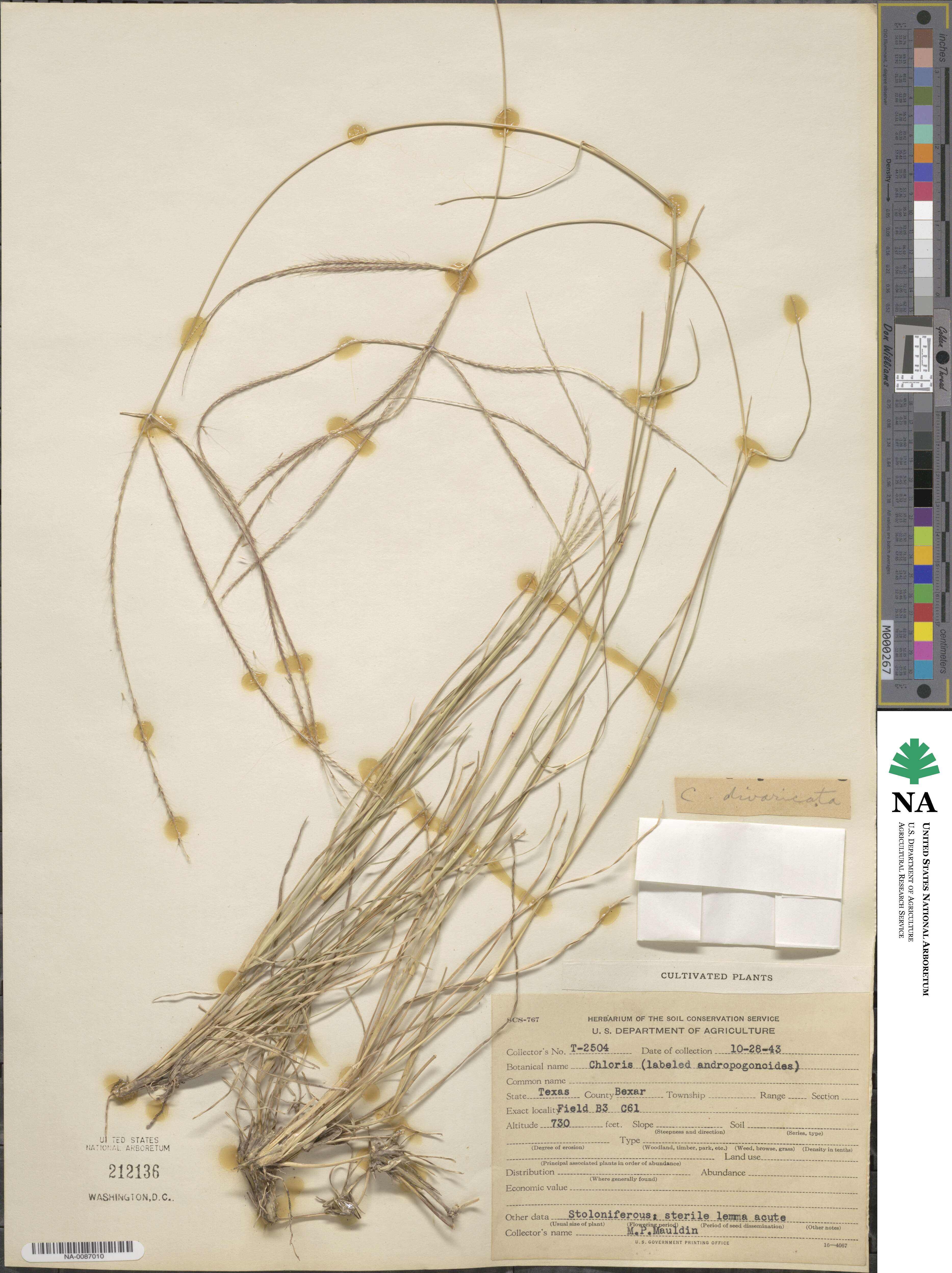 Chloris andropogonoides image
