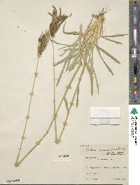 Eustachys retusa image