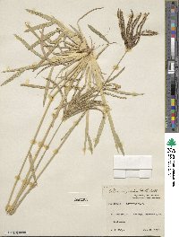 Eustachys retusa image