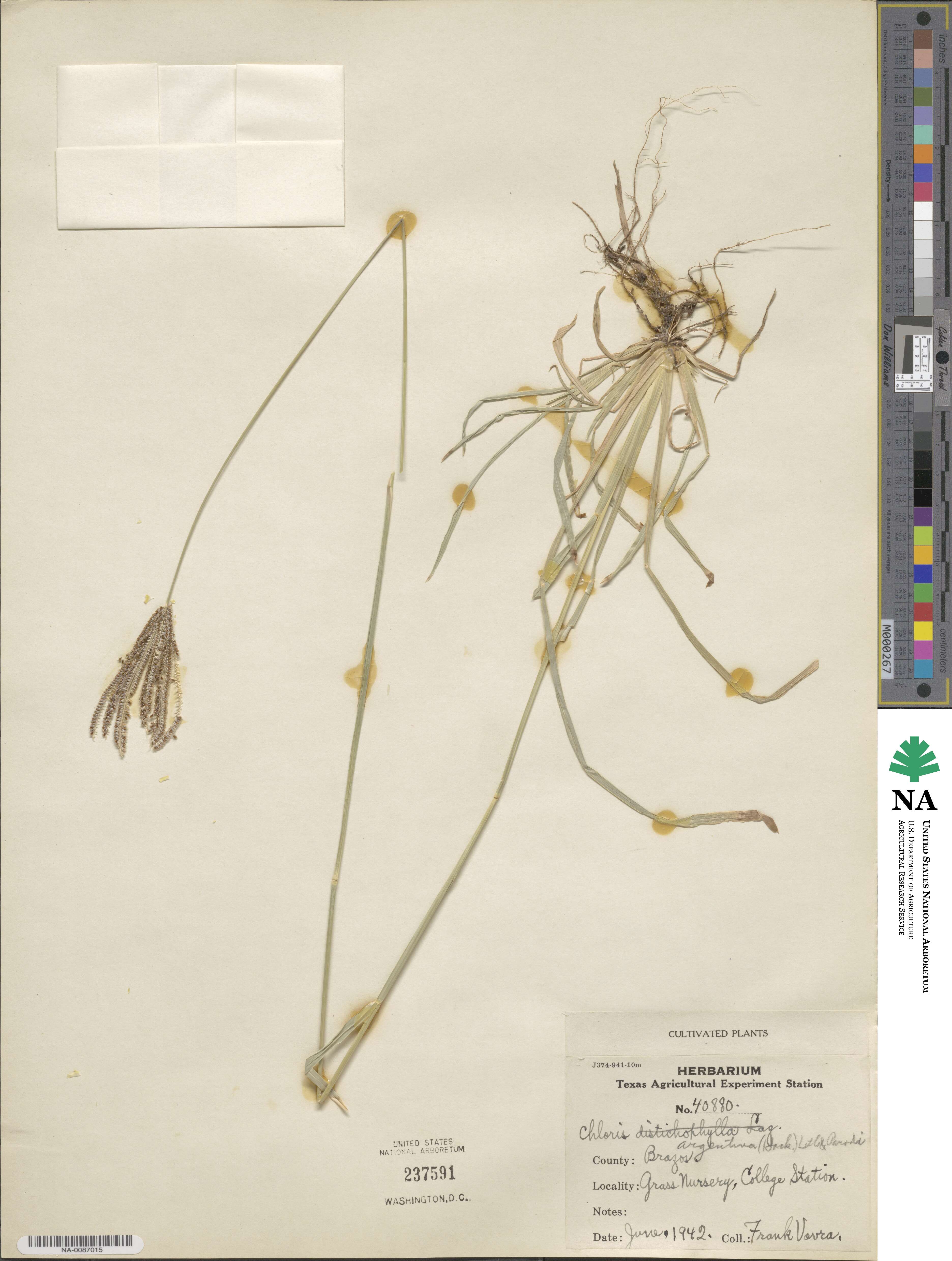 Eustachys retusa image