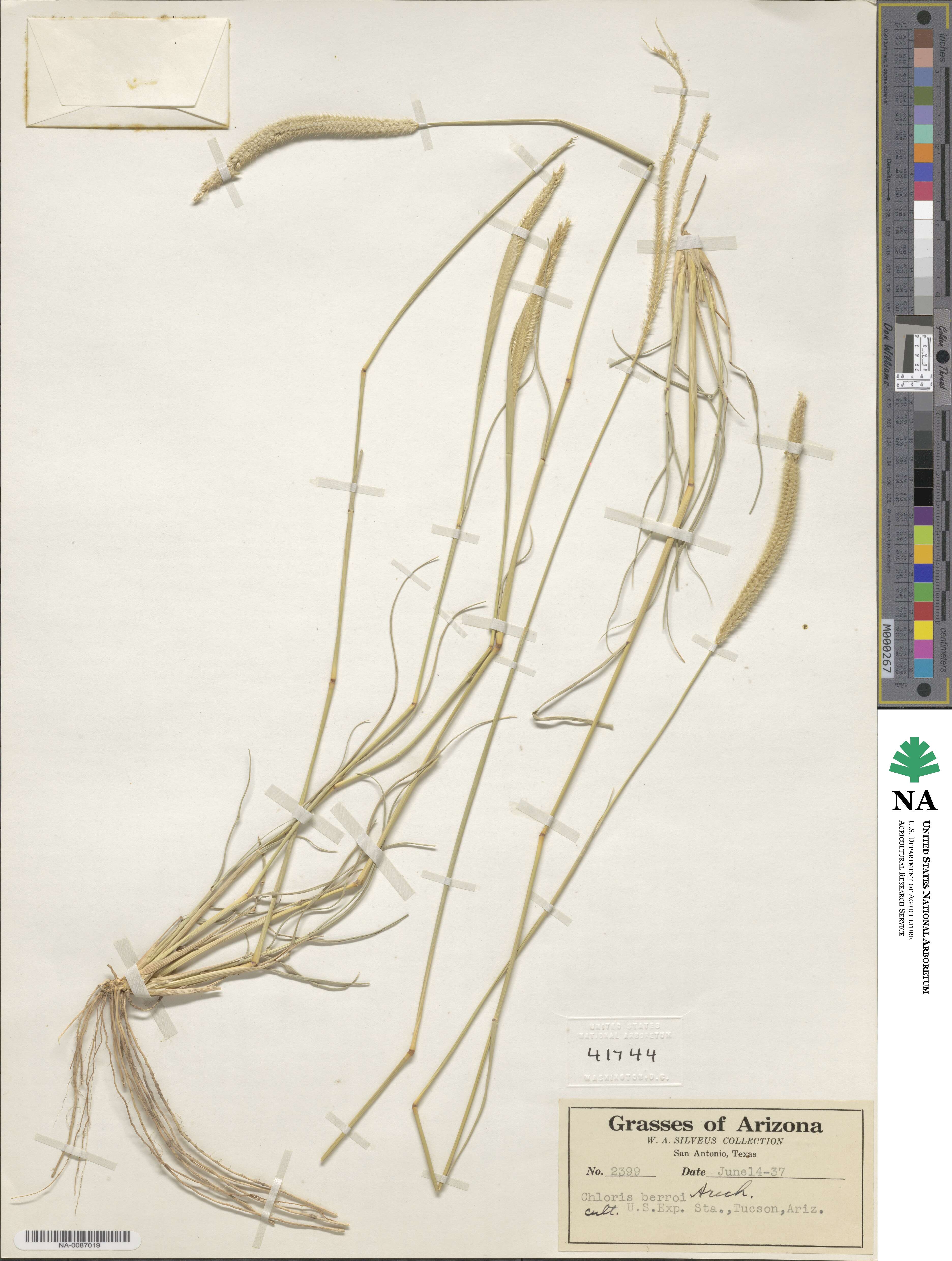 Stapfochloa berroi image