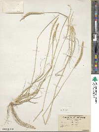 Image of Stapfochloa berroi