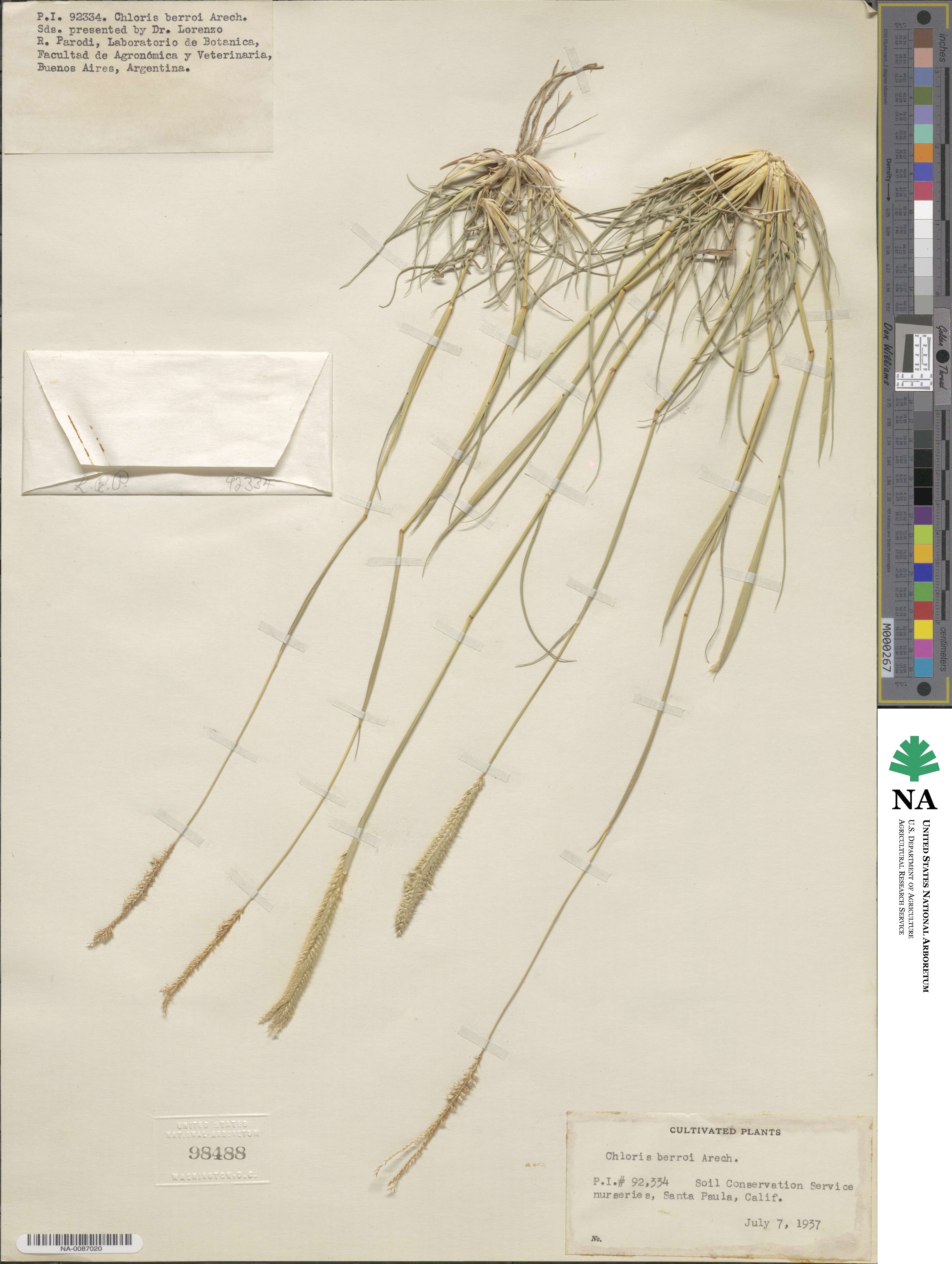 Stapfochloa berroi image