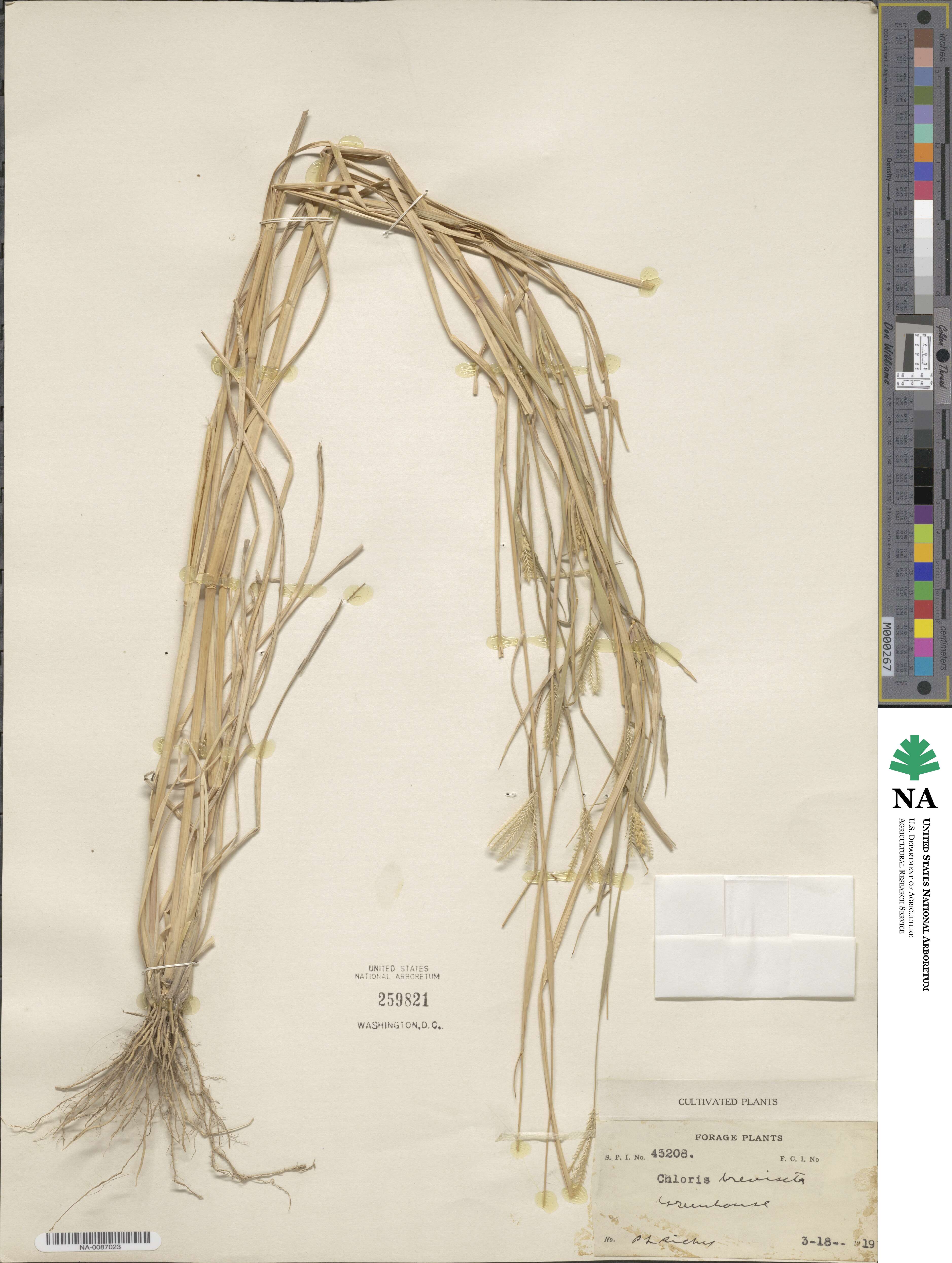 Chloris pilosa image