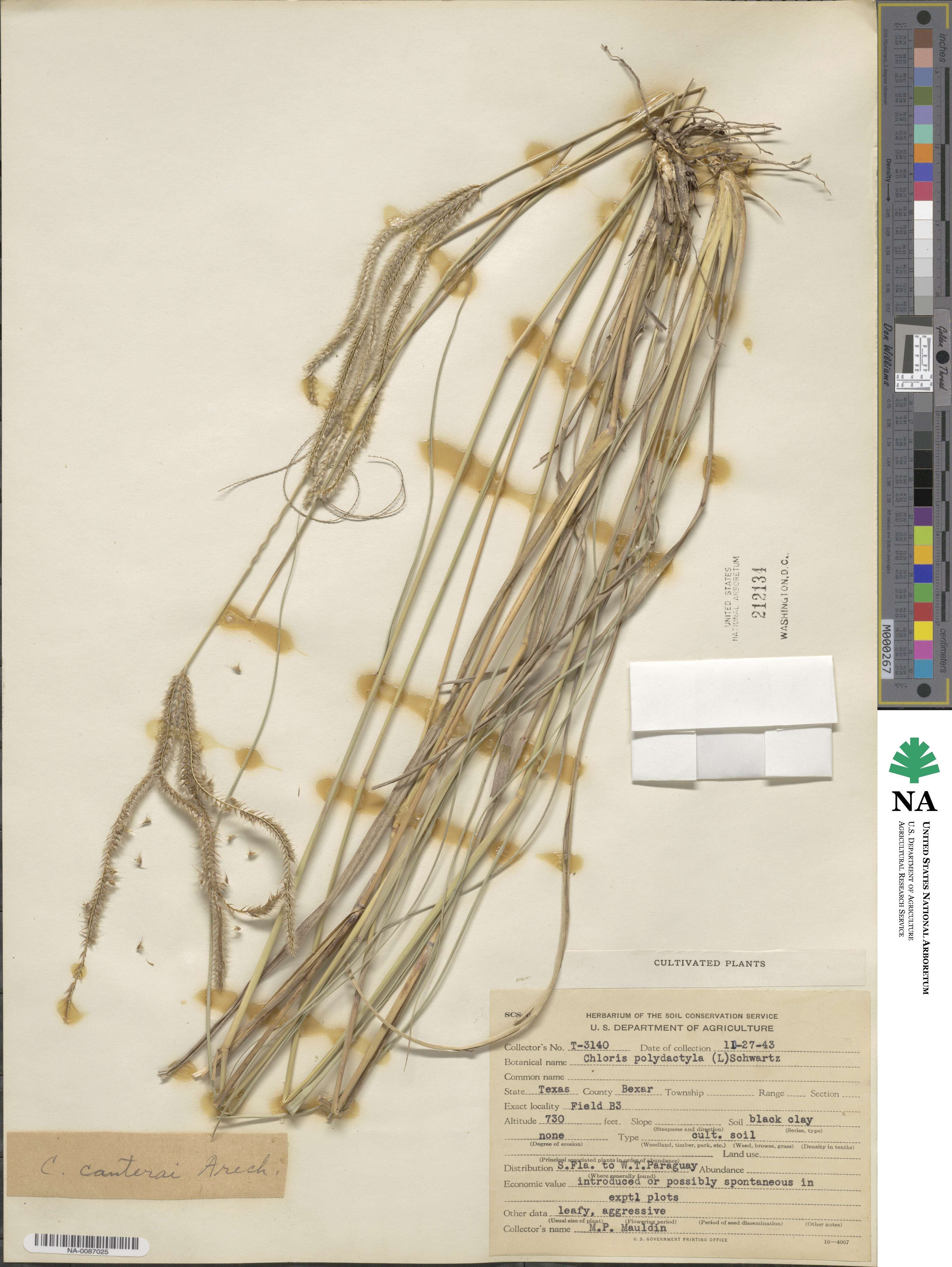Stapfochloa canterae image