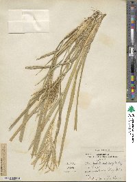 Eustachys distichophylla image