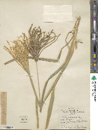 Eustachys distichophylla image