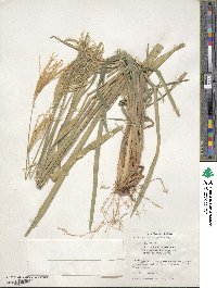 Eustachys distichophylla image