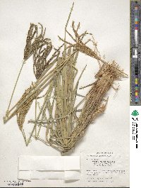 Eustachys distichophylla image