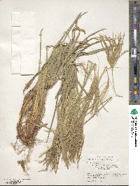 Eustachys distichophylla image