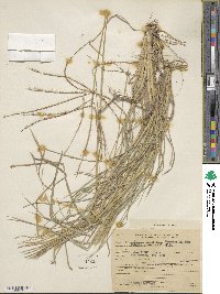 Chloris divaricata image