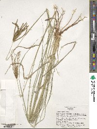 Chloris gayana image