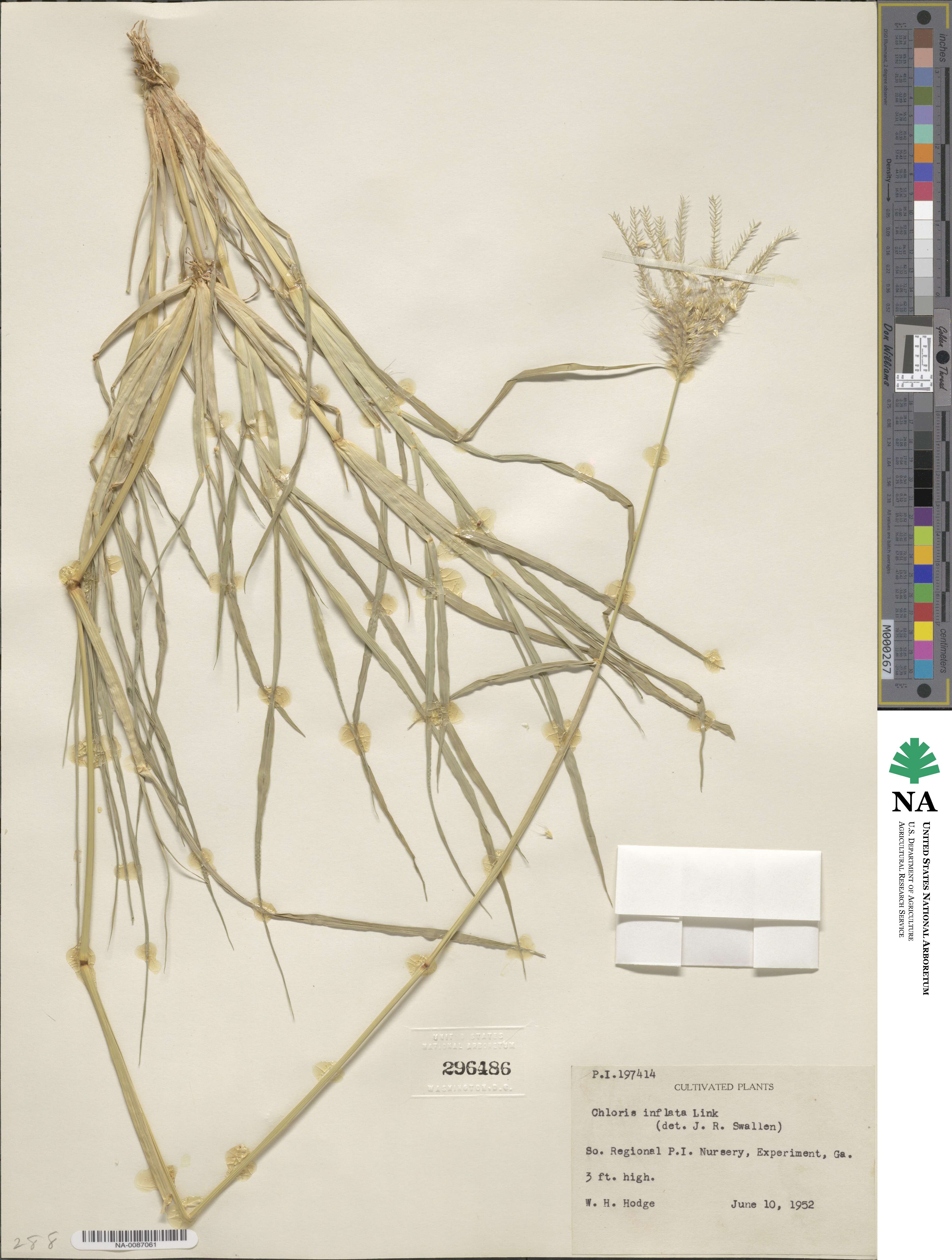 Chloris barbata image